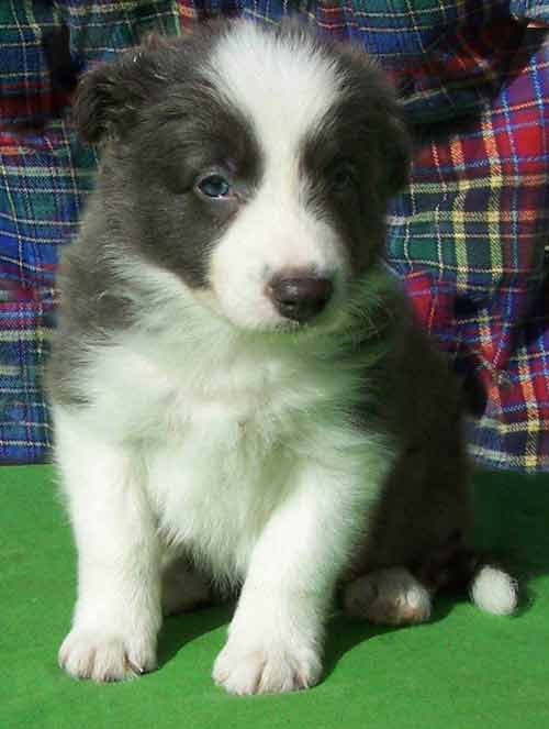 Ein kleiner Border- Collie