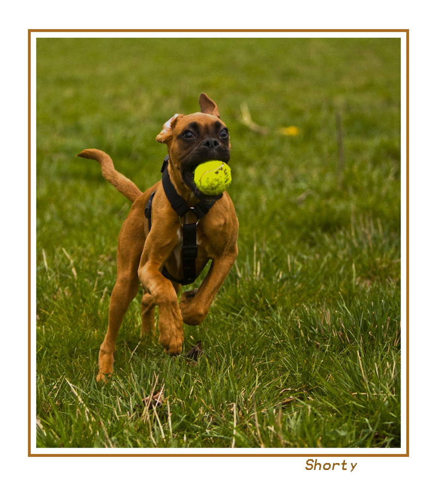 Ein kleiner Boxer (21 Wochen)