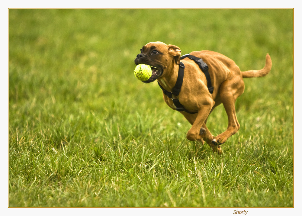 Ein kleiner Boxer (21 Wochen).