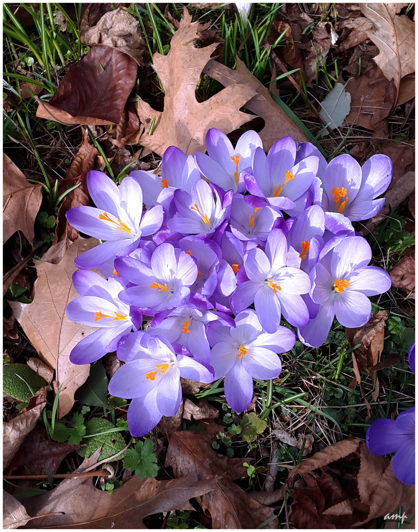 ein kleiner Bund Frühling