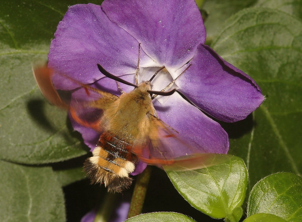 Ein kleiner Dauerflieger