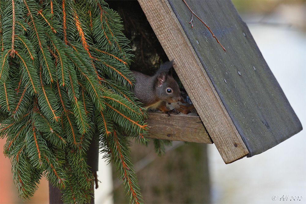 Ein kleiner Dieb im Vogelhaus! ...! ;-)