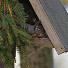 Ein kleiner Dieb im Vogelhaus! ...! ;-)