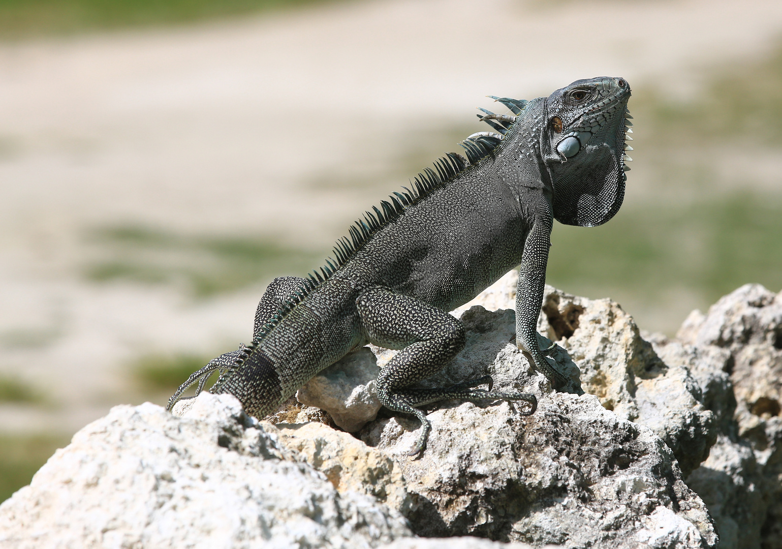 Ein kleiner Drache am Strand