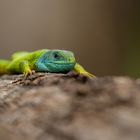 Ein kleiner Drache..