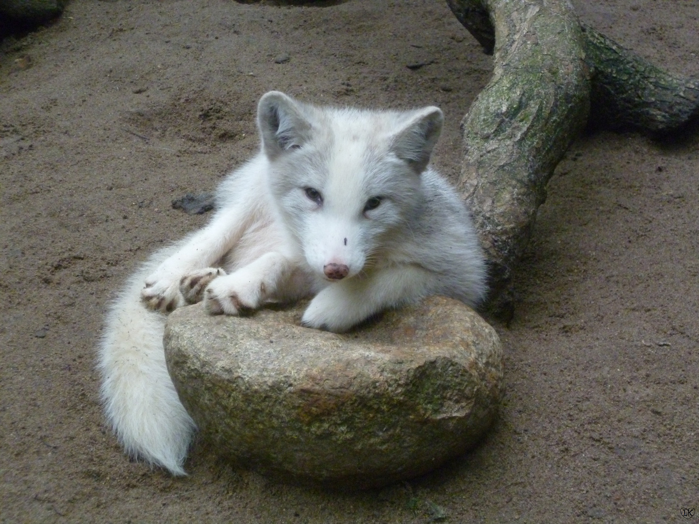 Ein kleiner Eisfuchs