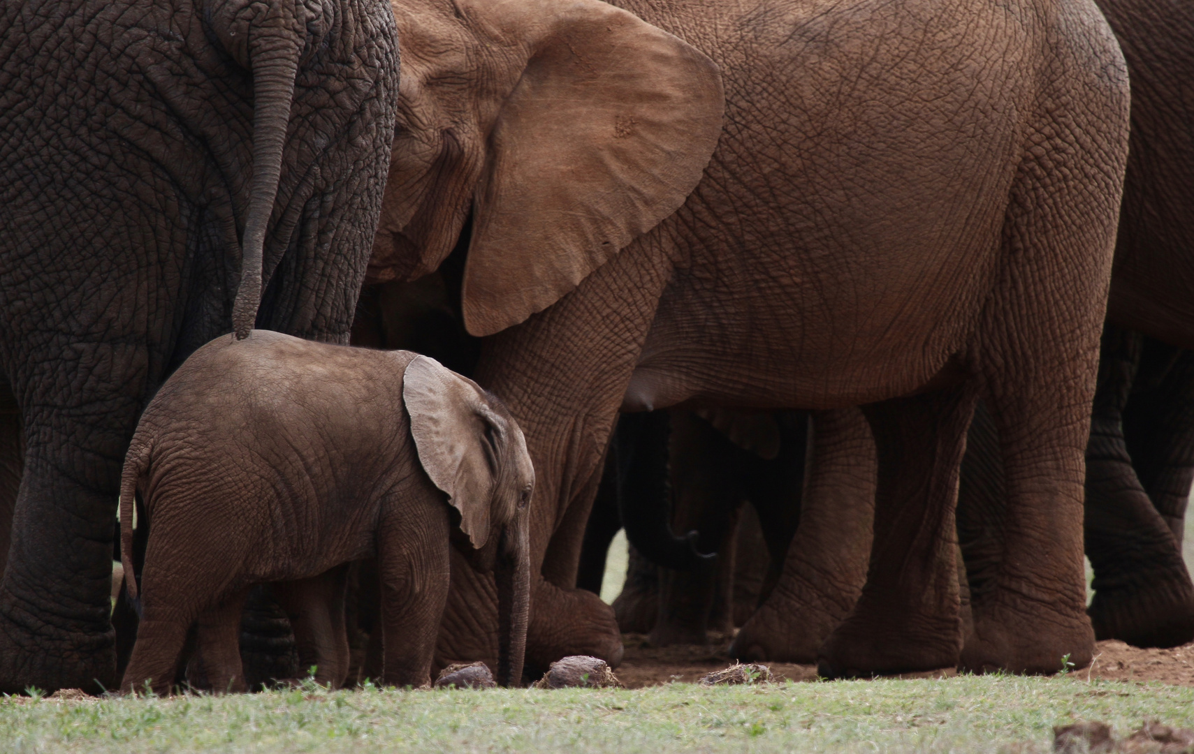 Ein kleiner Elefant, der hat es schwer ...