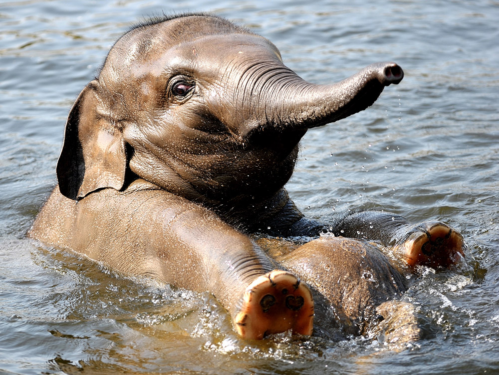 Ein kleiner Elefant macht das Seepferdchen II