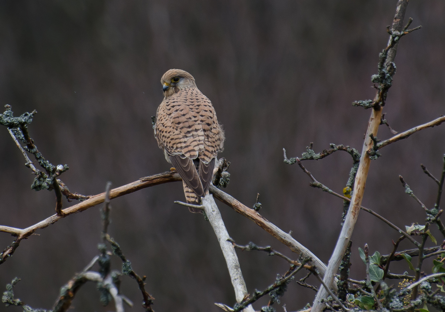 Ein kleiner Falke