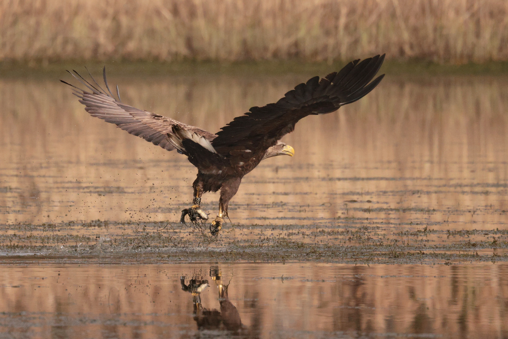 Ein kleiner Fang für den Adler, für mich ein Größerer