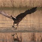 Ein kleiner Fang für den Adler, für mich ein Größerer