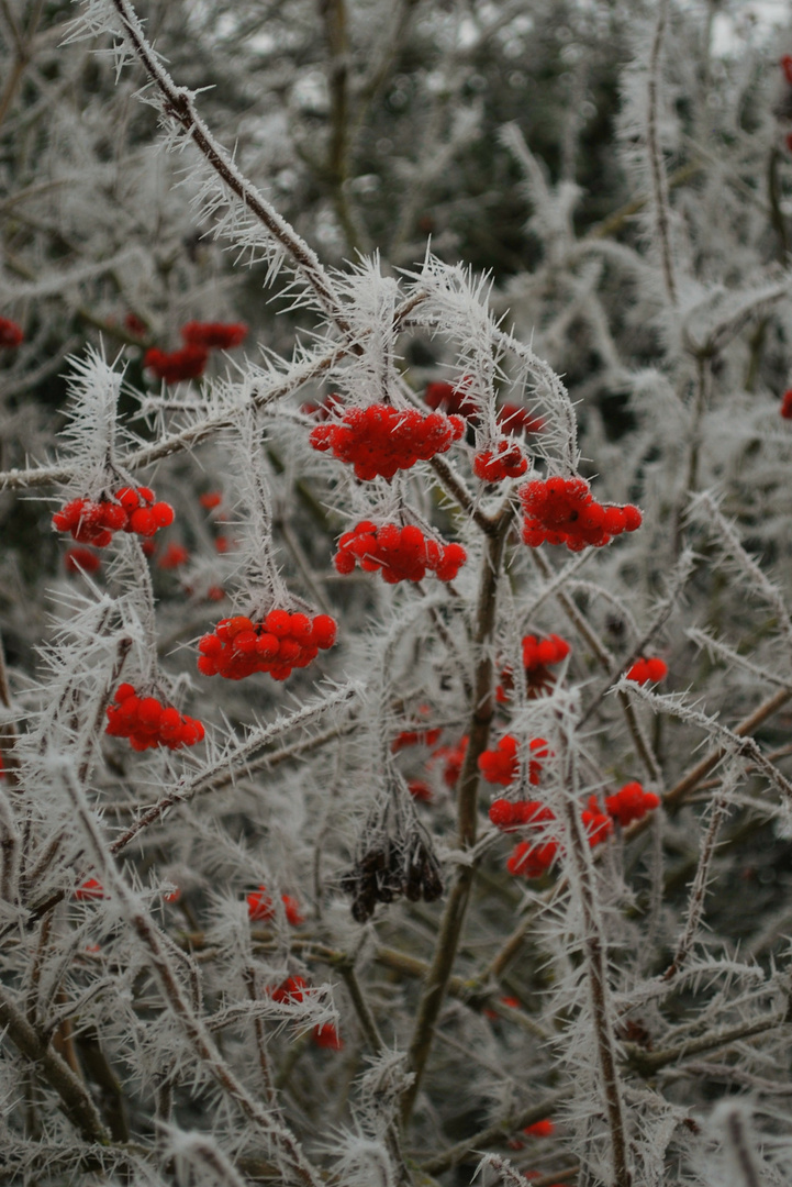 ...ein kleiner Farbklecks im grauen Winteralltag...