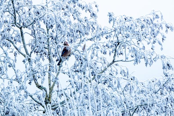 Ein kleiner Farbtupfer im Winter