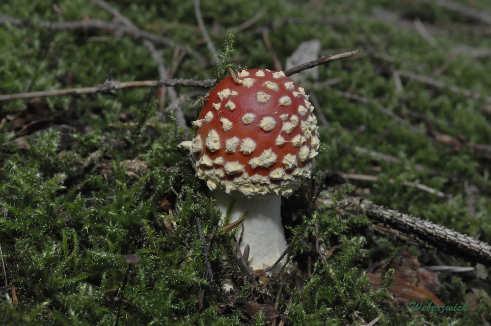 Ein kleiner Fliegenpilz