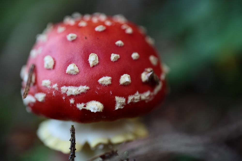 Ein kleiner Fliegenpilz