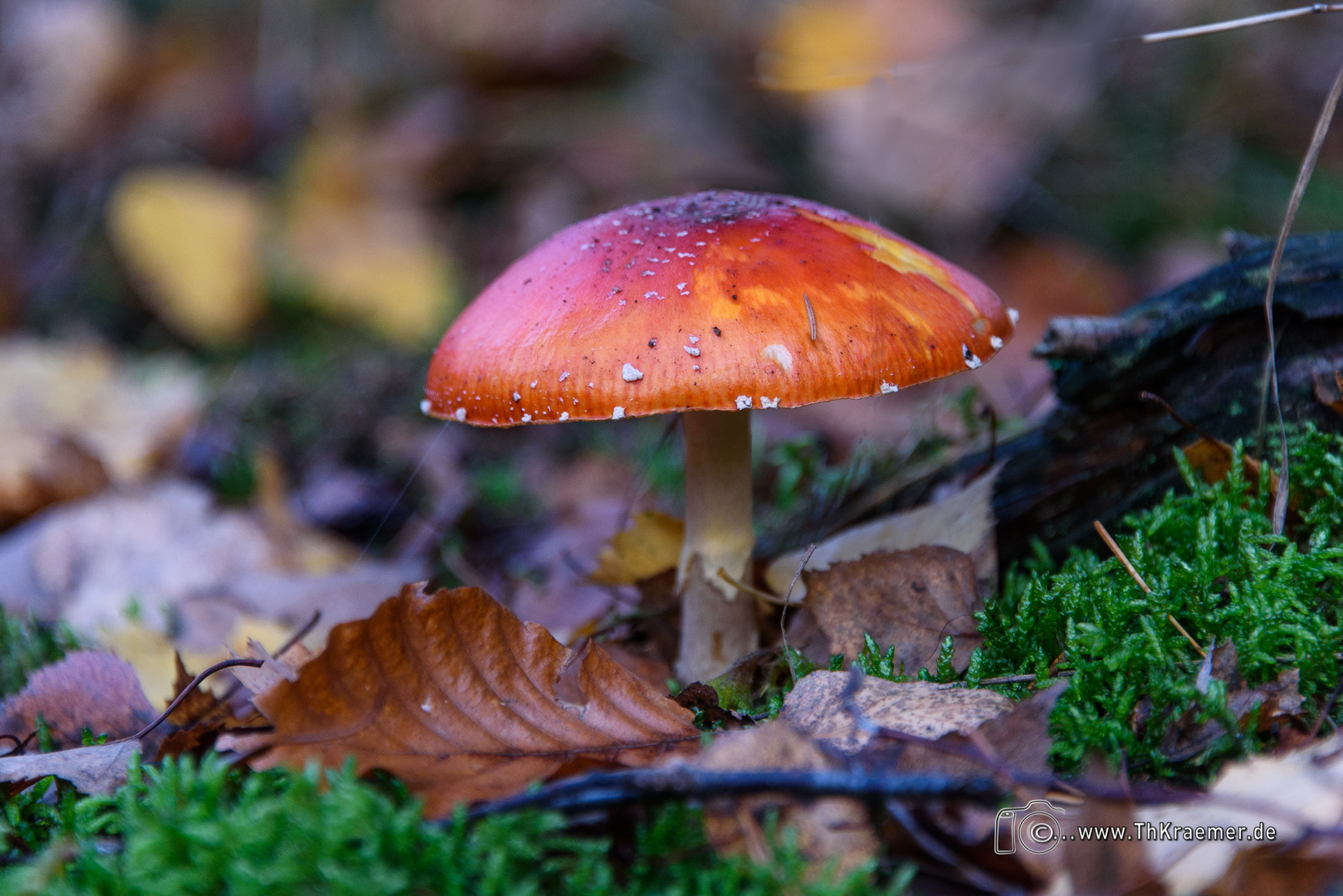 Ein kleiner Fliegenpilz - D75_8747