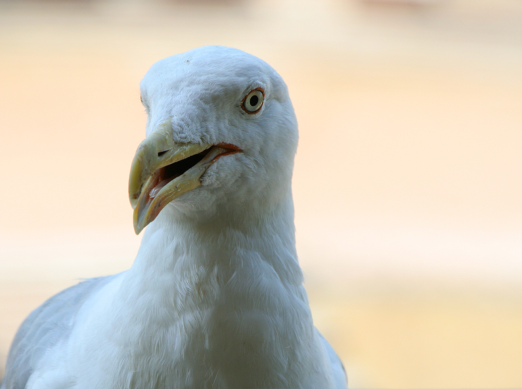 ein kleiner Flugsaurier ) Foto & Bild fotos, natur, tiere Bilder