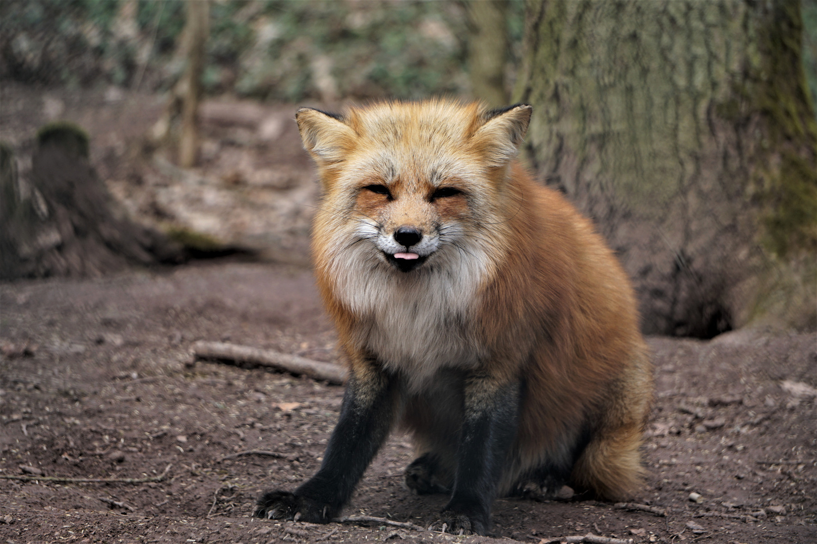 ein kleiner frecher Rotfuchs.....