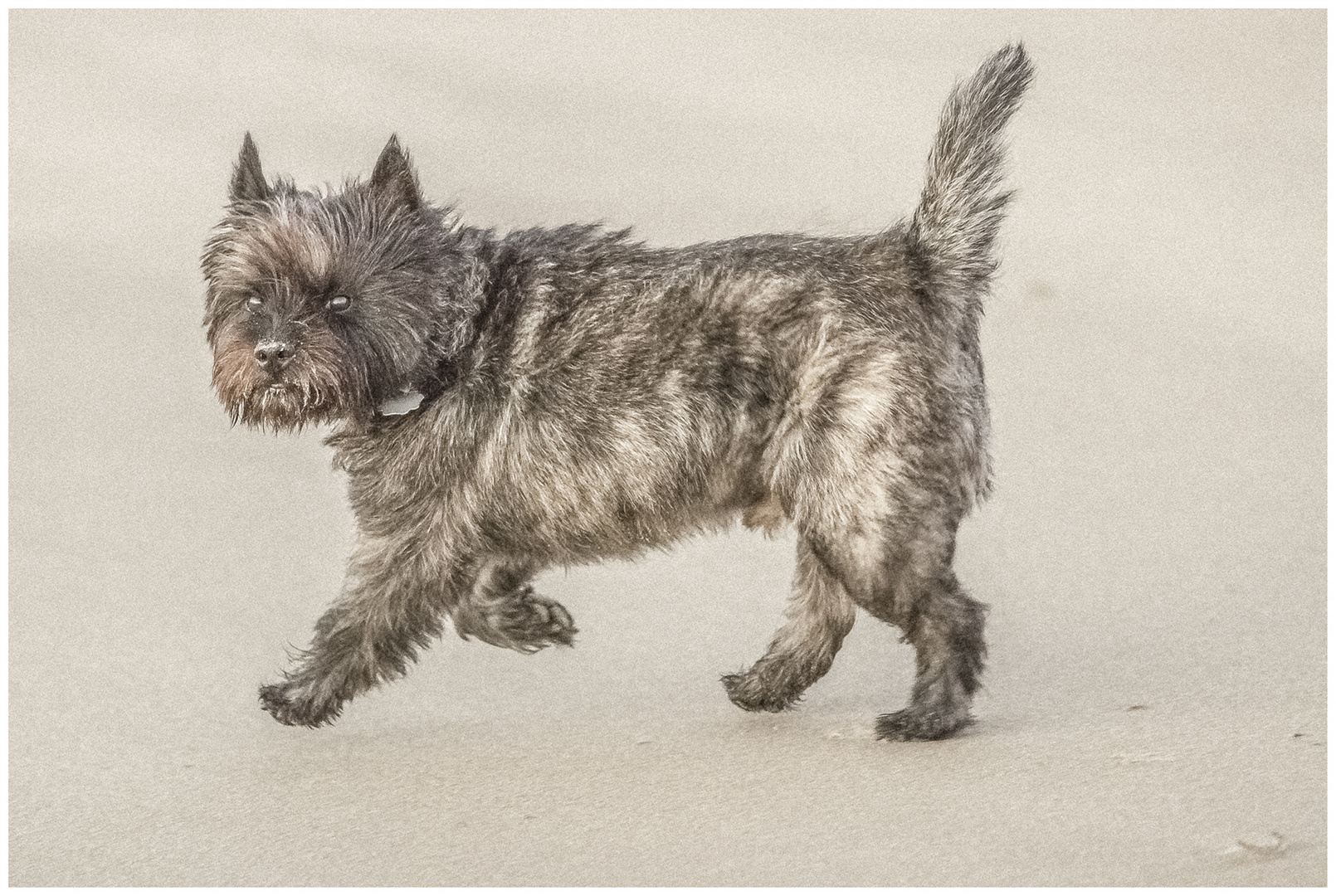 Ein kleiner Freund am Strand