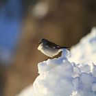 Ein kleiner Freund in den verschneiten Dolomiten