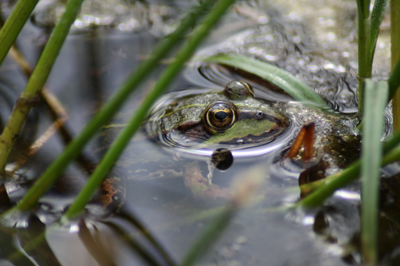 Ein kleiner Frosch