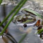 Ein kleiner Frosch