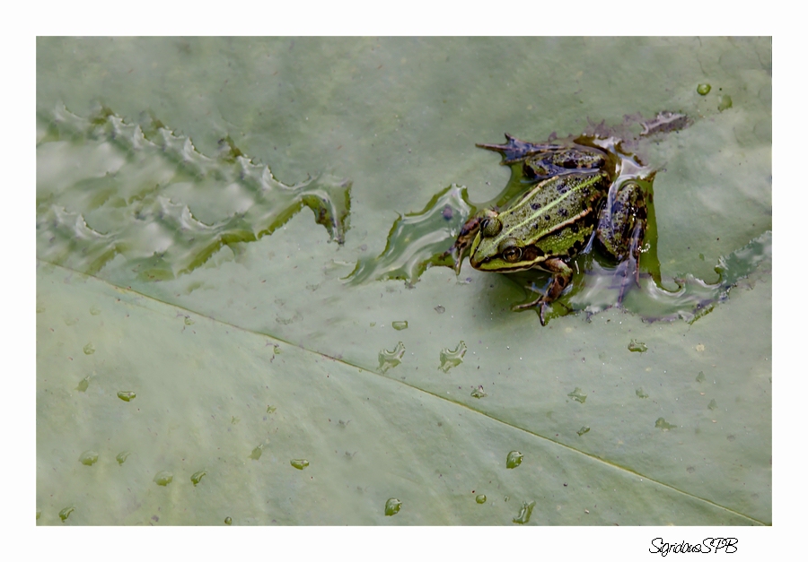 Ein kleiner Frosch auf einem Seerosenblatt