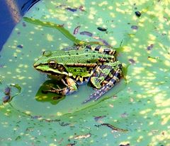 Ein kleiner Frosch