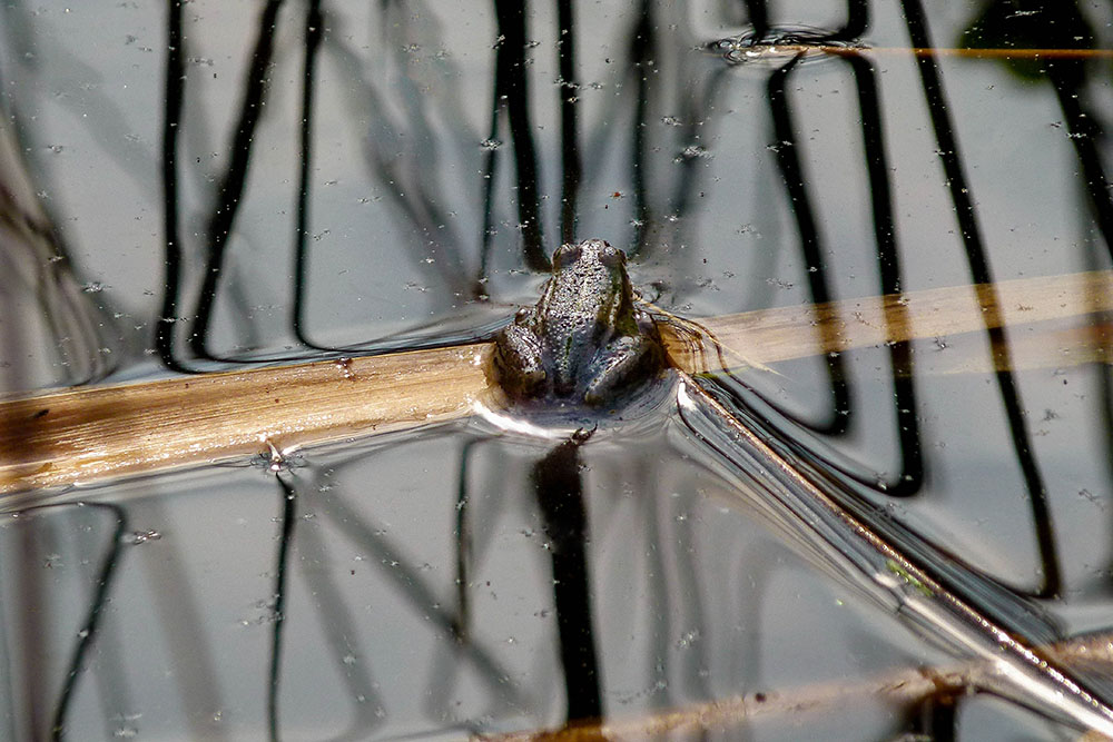 Ein kleiner Frosch in einem Teich in der Teverener Heide