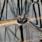 Ein kleiner Frosch in einem Teich in der Teverener Heide
