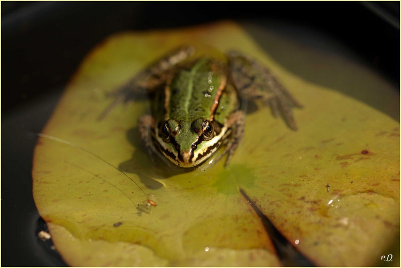 Ein kleiner Frosch in meinem Teich