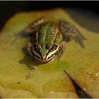 Ein kleiner Frosch in meinem Teich