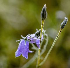 Ein kleiner frostiger Blumengruß zum Sonntag...