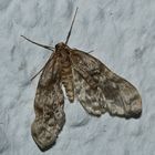 Ein Kleiner Frostspanner - Operophtera brumata (?) ...