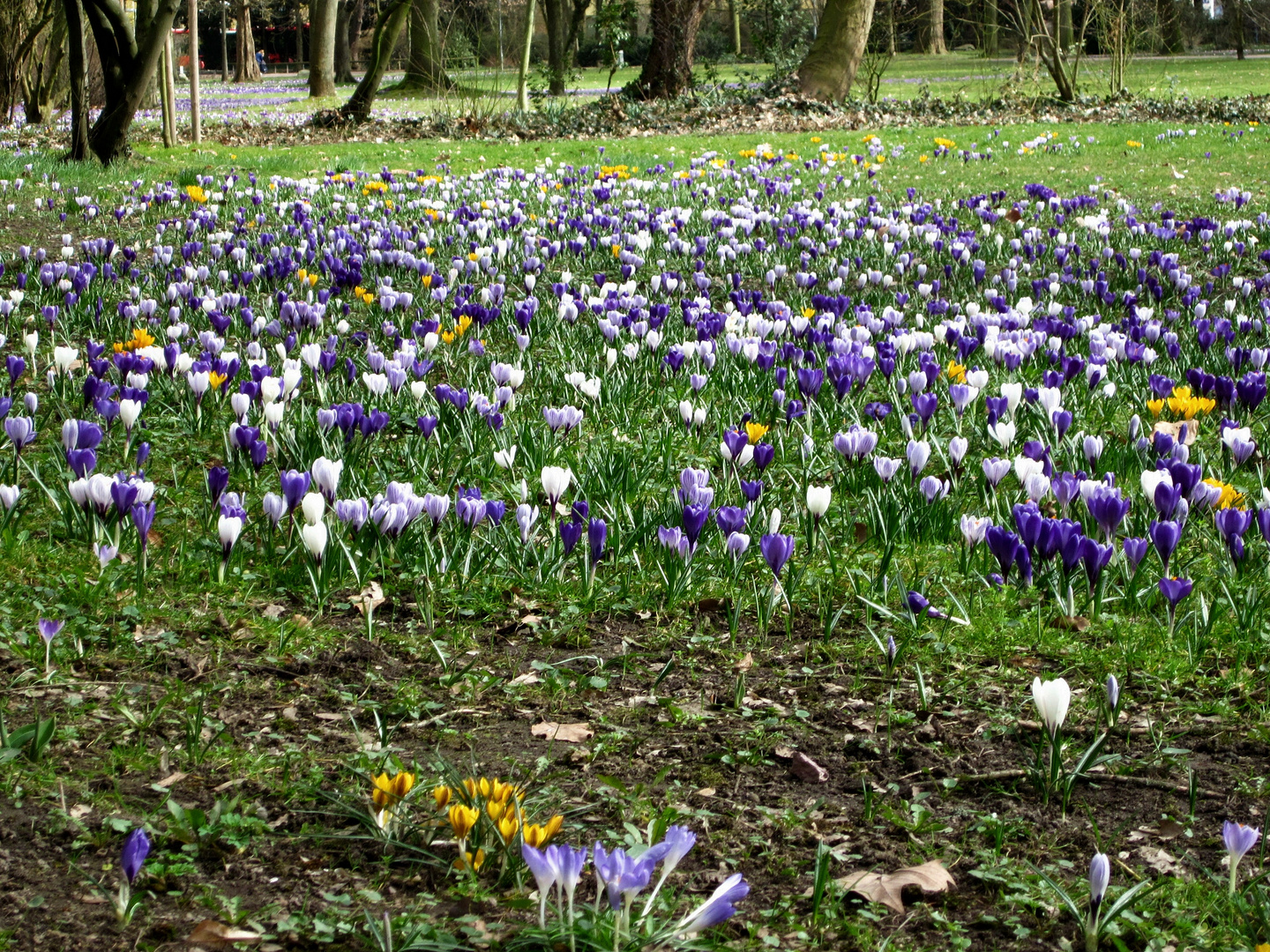 Ein kleiner Frühling in Aschaffenburg