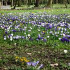 Ein kleiner Frühling in Aschaffenburg