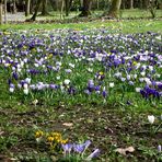 Ein kleiner Frühling in Aschaffenburg