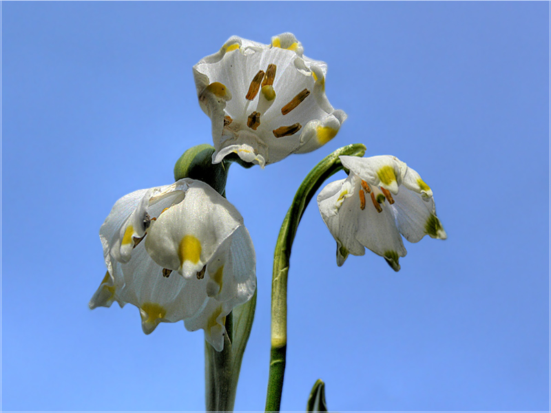 Ein kleiner Frühlingsgruß ( 14 )