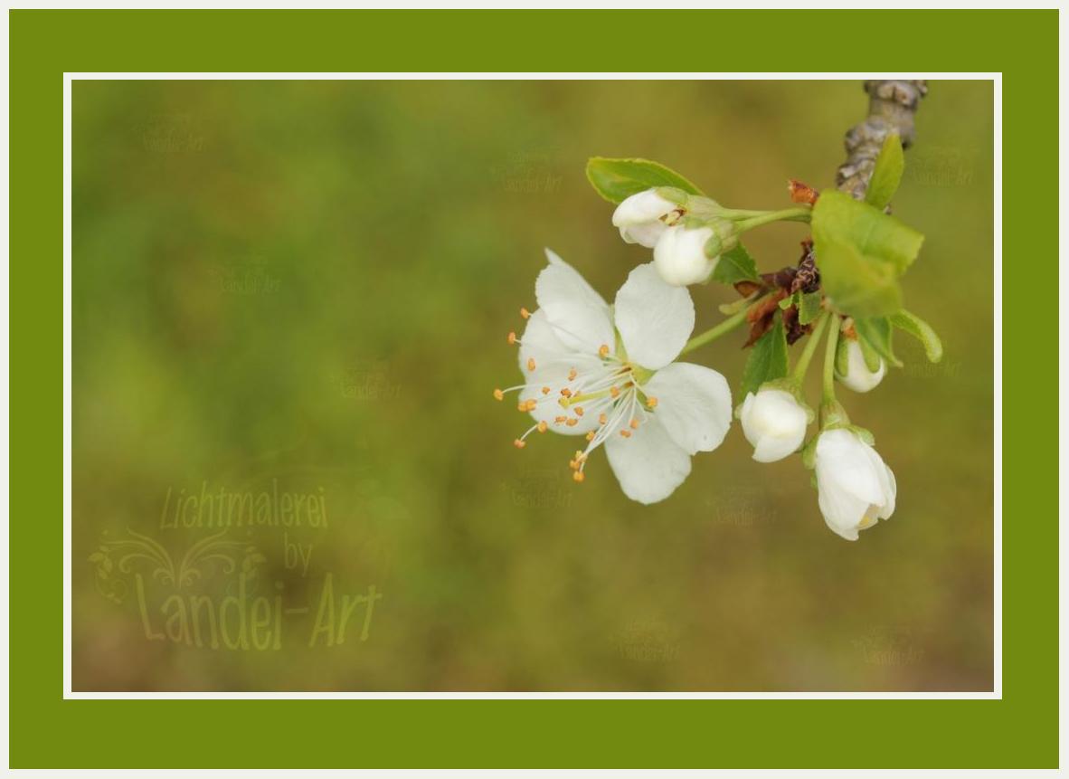 Ein kleiner Frühlingsgruss