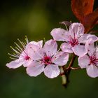 Ein kleiner Frühlingsgruß