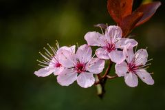 Ein kleiner Frühlingsgruß