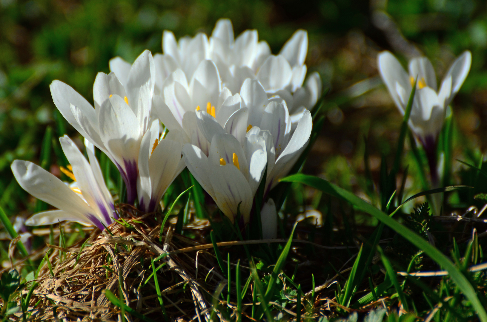 Ein kleiner Frühlingsgruß!