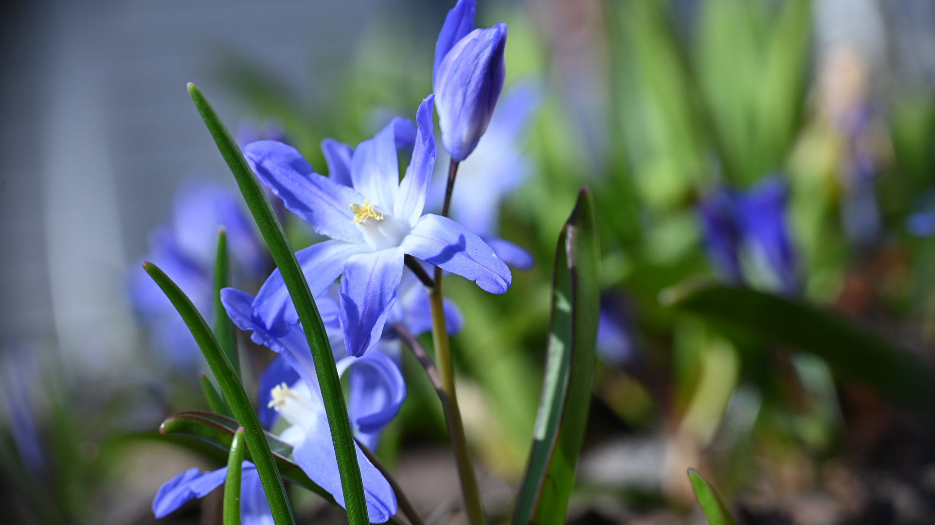 Ein kleiner Frühlingsgruß