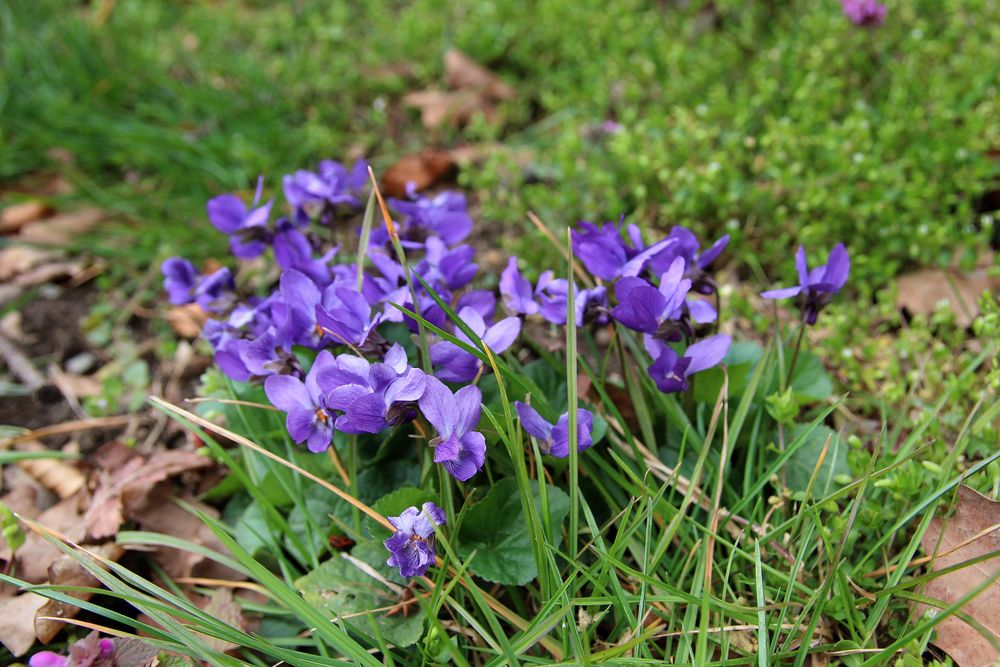 Ein kleiner Frühlingsgruß an alle user!