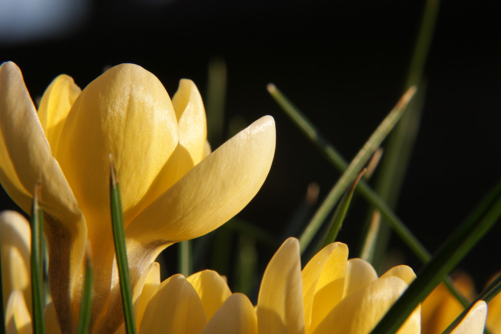 Ein kleiner Frühlingsgruß