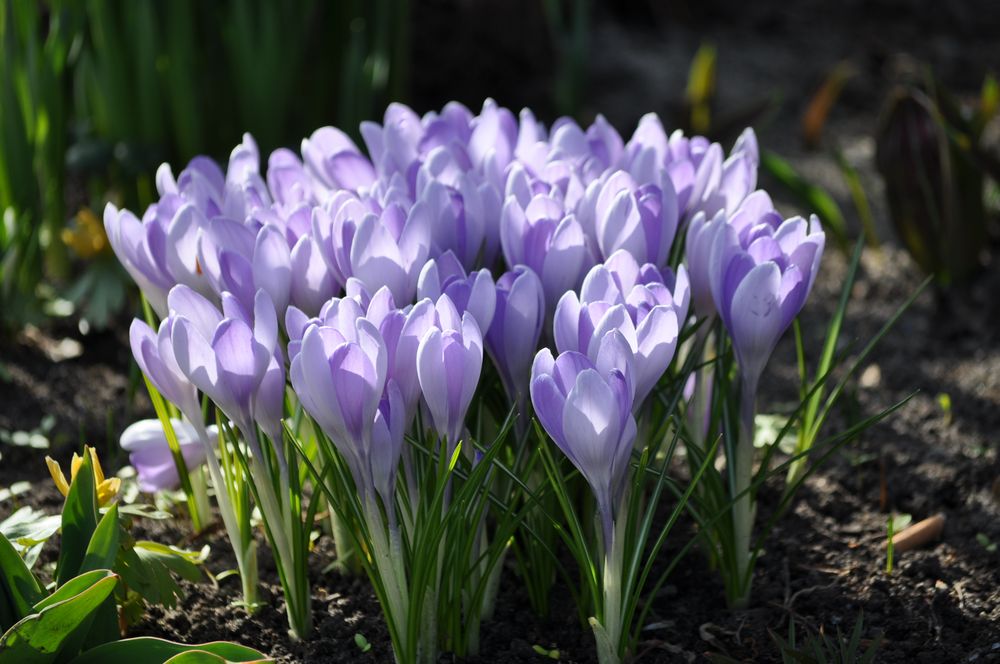 Ein Kleiner Frühlingsgruß