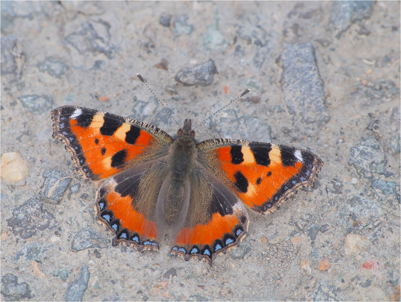 Ein Kleiner Fuchs (Aglais urticae) ...