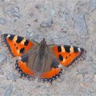 Ein Kleiner Fuchs (Aglais urticae) ...