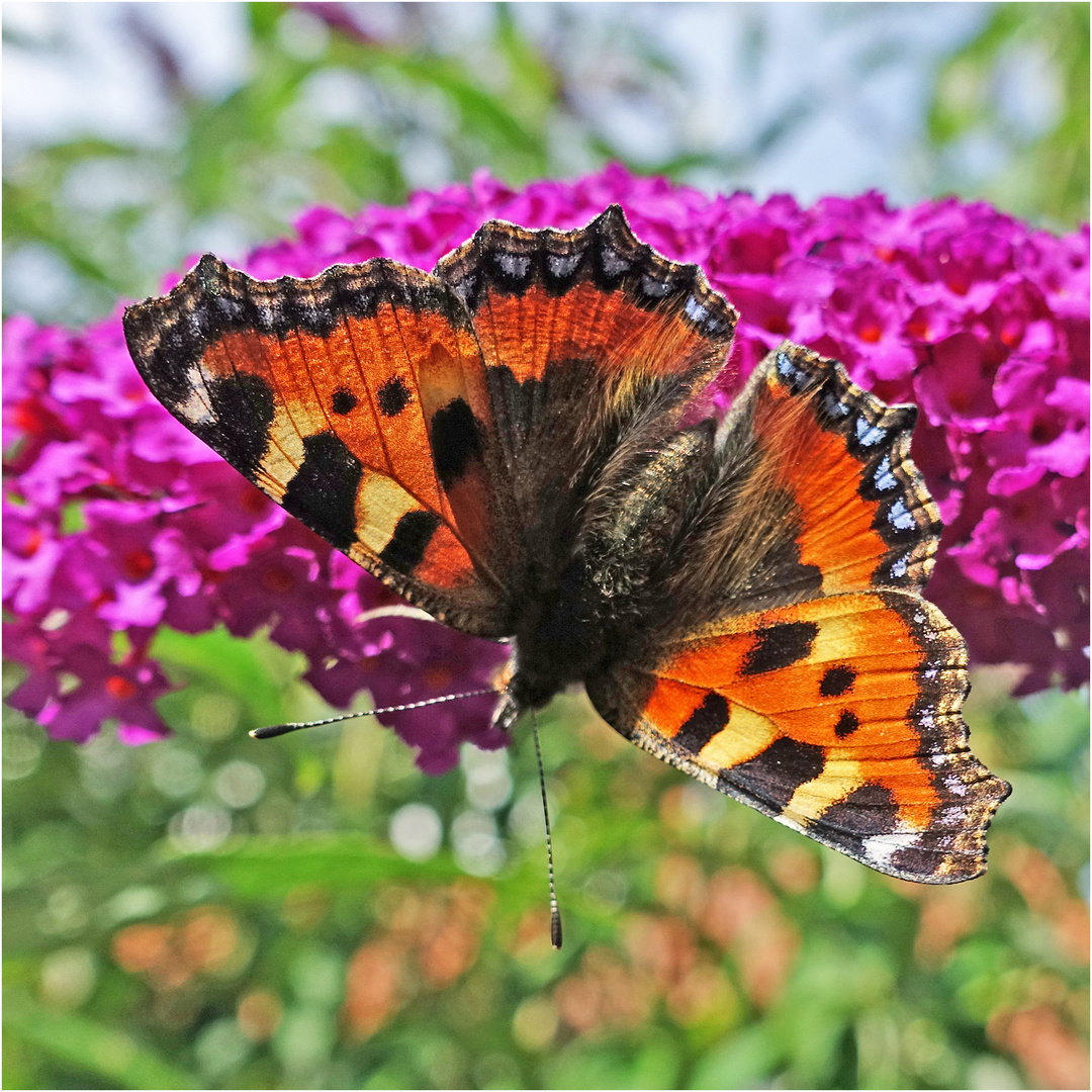 Ein Kleiner Fuchs (Aglais urticae, Syn.: Nymphalis urticae) . . .