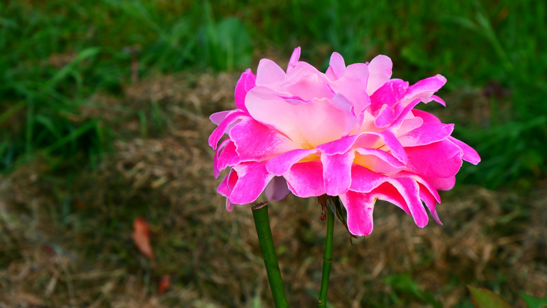 Ein kleiner Garten-Gruß